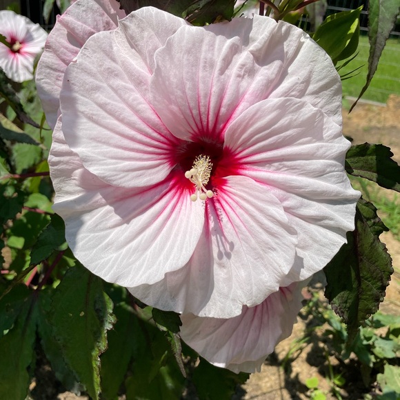 Meet your Posher, - Picture 15 of 15